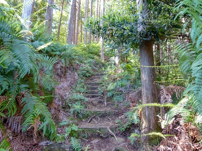 木の根が無い場所は階段で整備されているので