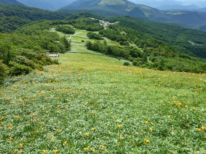 下山ではニッコウキスゲの群生を見下ろす