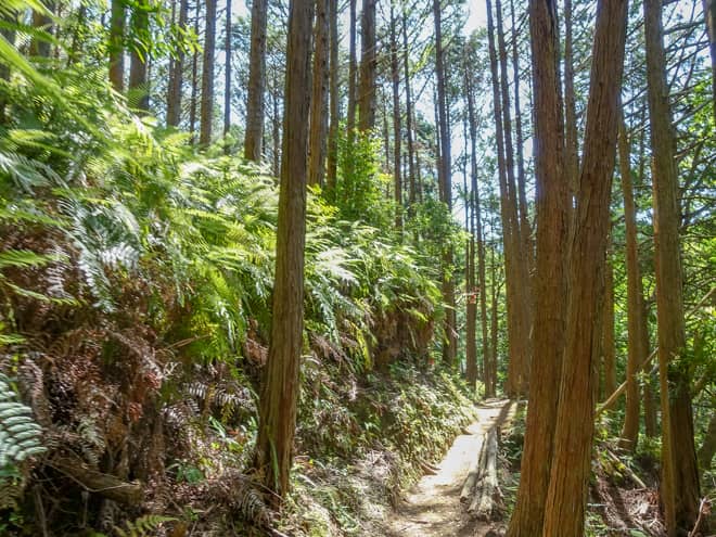 九木崎遊歩道の標識からは、シダ植物