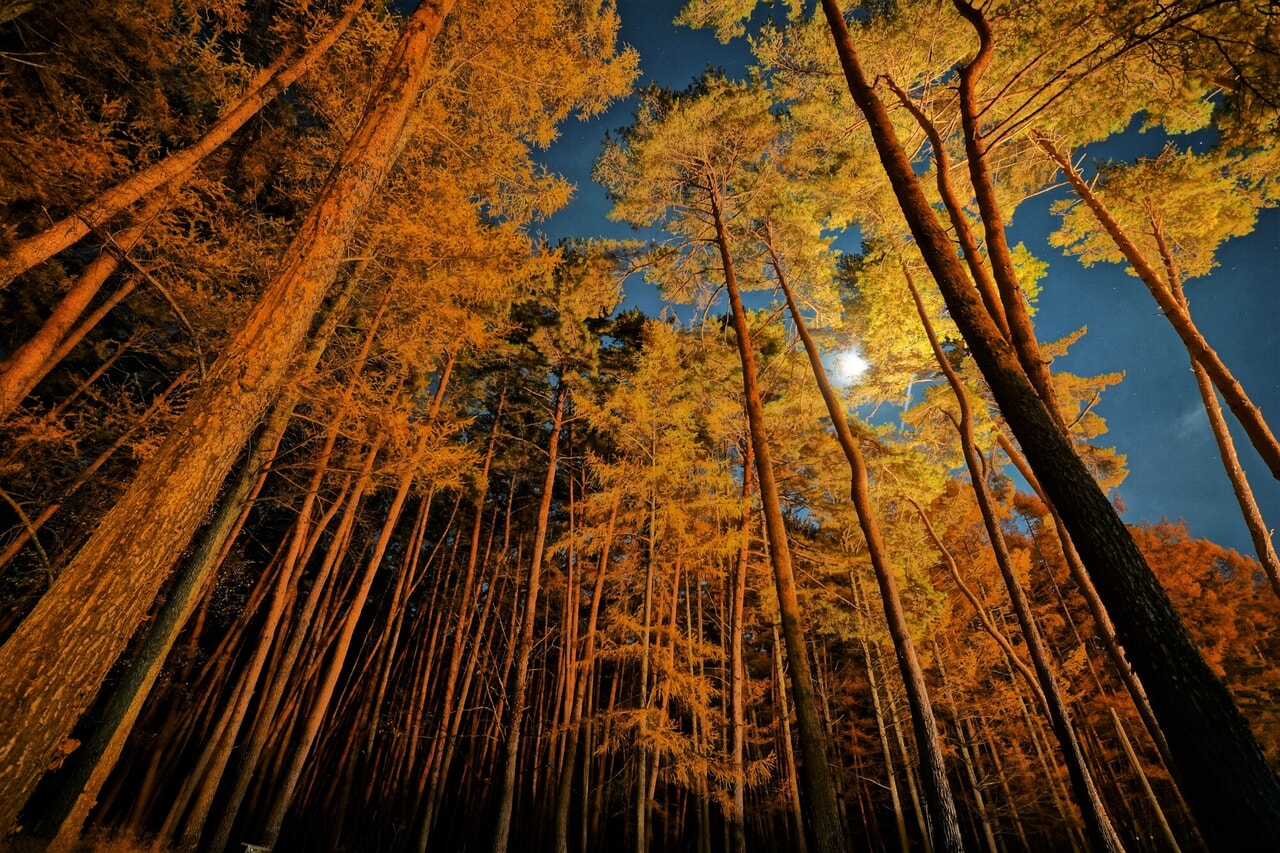 夜の森と月明かり