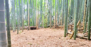 茨城県龍ヶ崎で竹林をまるごとレンタル 都心から80分で叶える自分だけの秘密基地生活