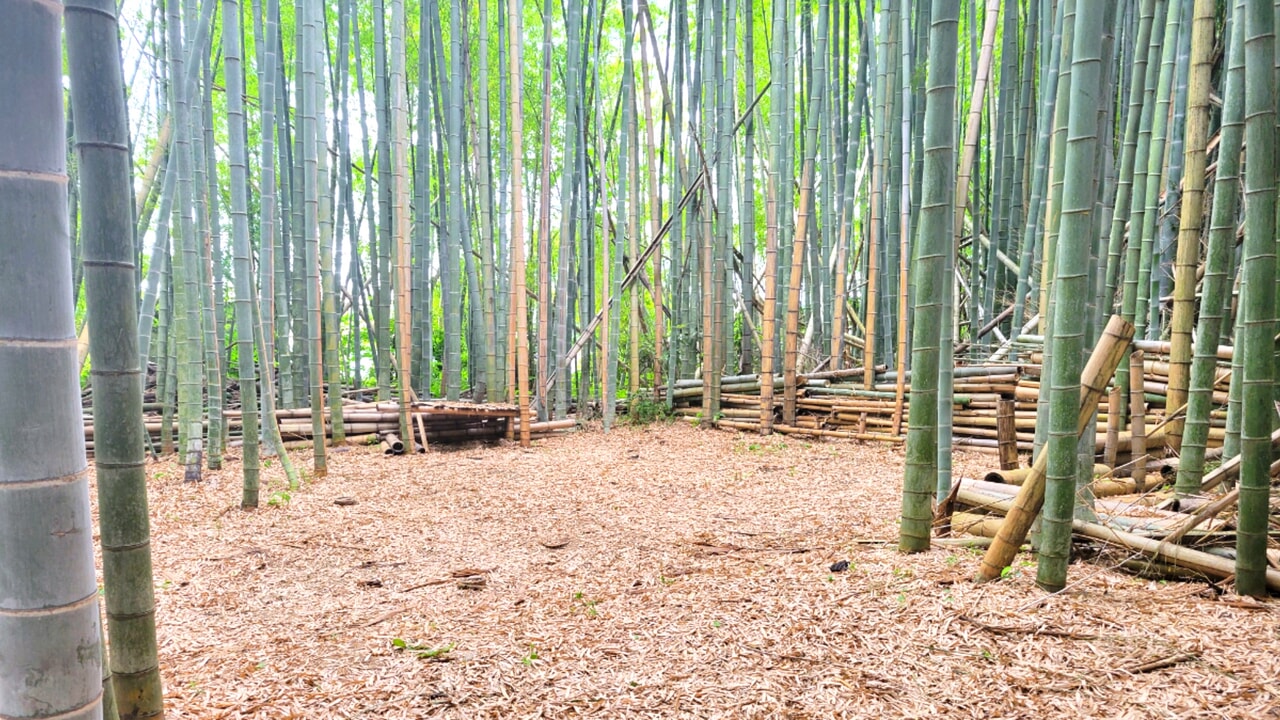 茨城県龍ヶ崎で竹林をまるごとレンタル 都心から80分で叶える自分だけの秘密基地生活