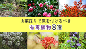 山菜採りで気をつけるべき毒草一覧 有毒植物の見分け方 キャンプクエスト