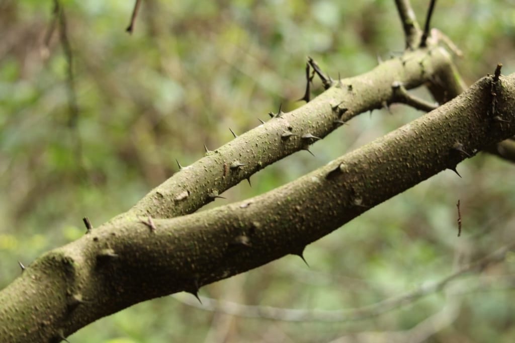 山椒の幹のトゲ