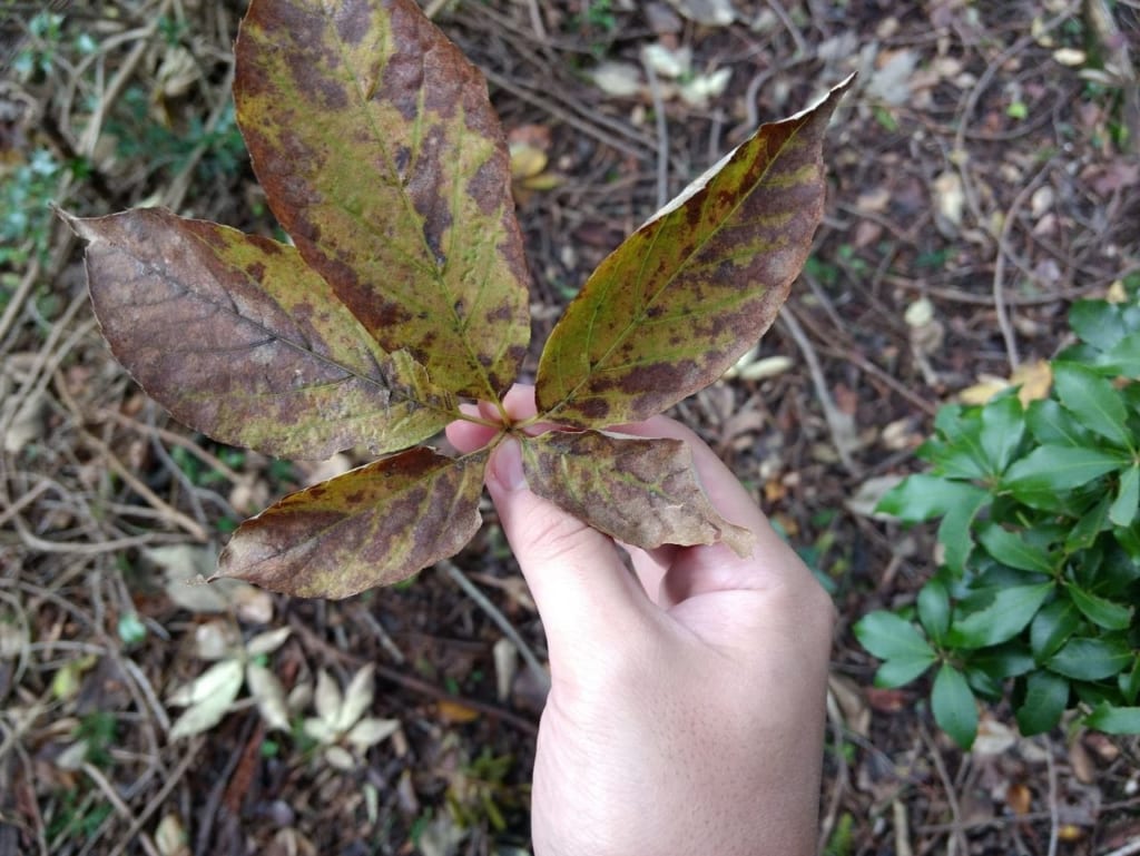 成長したコシアブラの葉