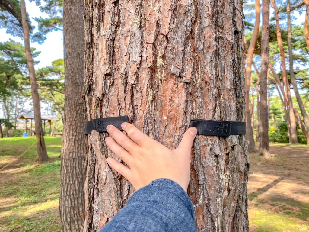松の木が太くてツリーハガーの長さが足りない