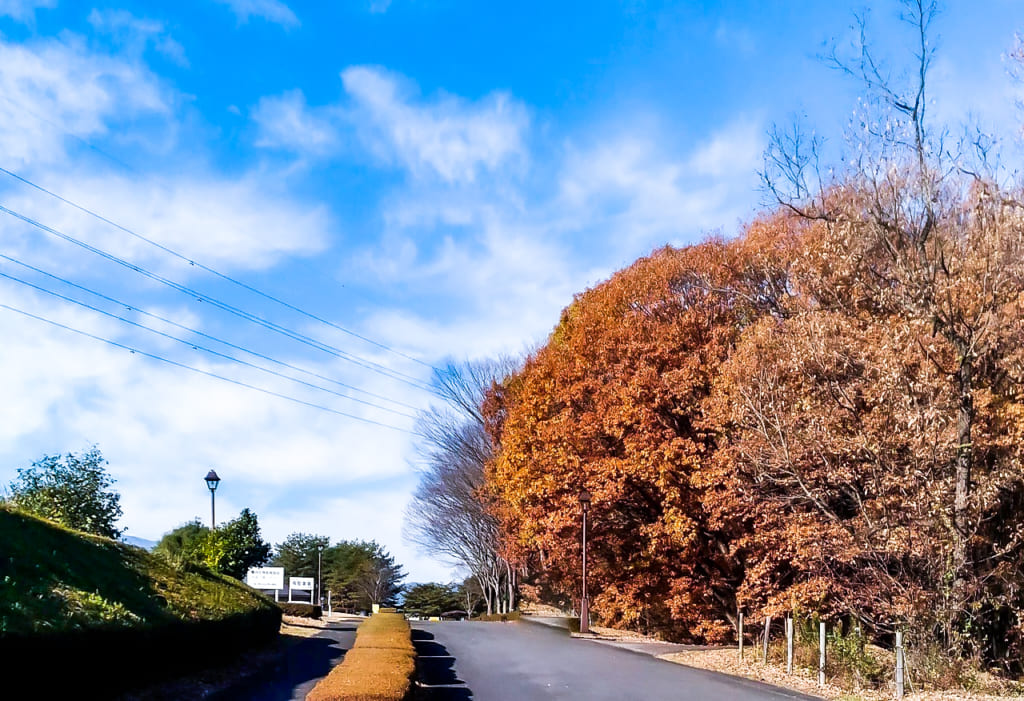 那須野が原公園オートキャンプ場の綺麗な紅葉